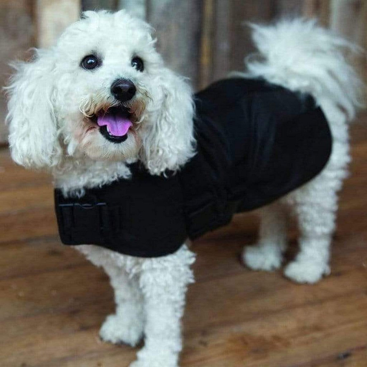 Oilskin top dog coat